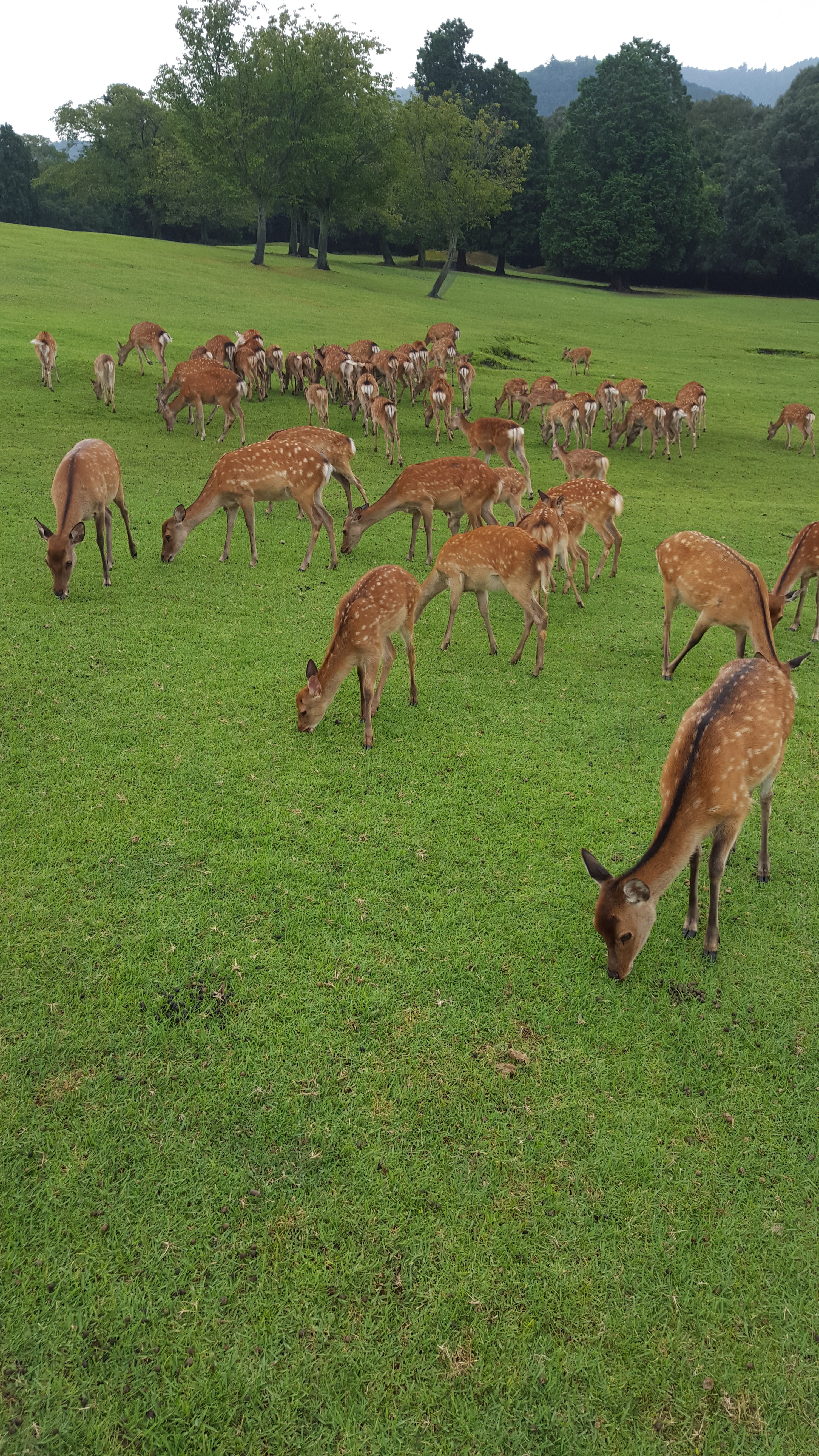 Group of Deer