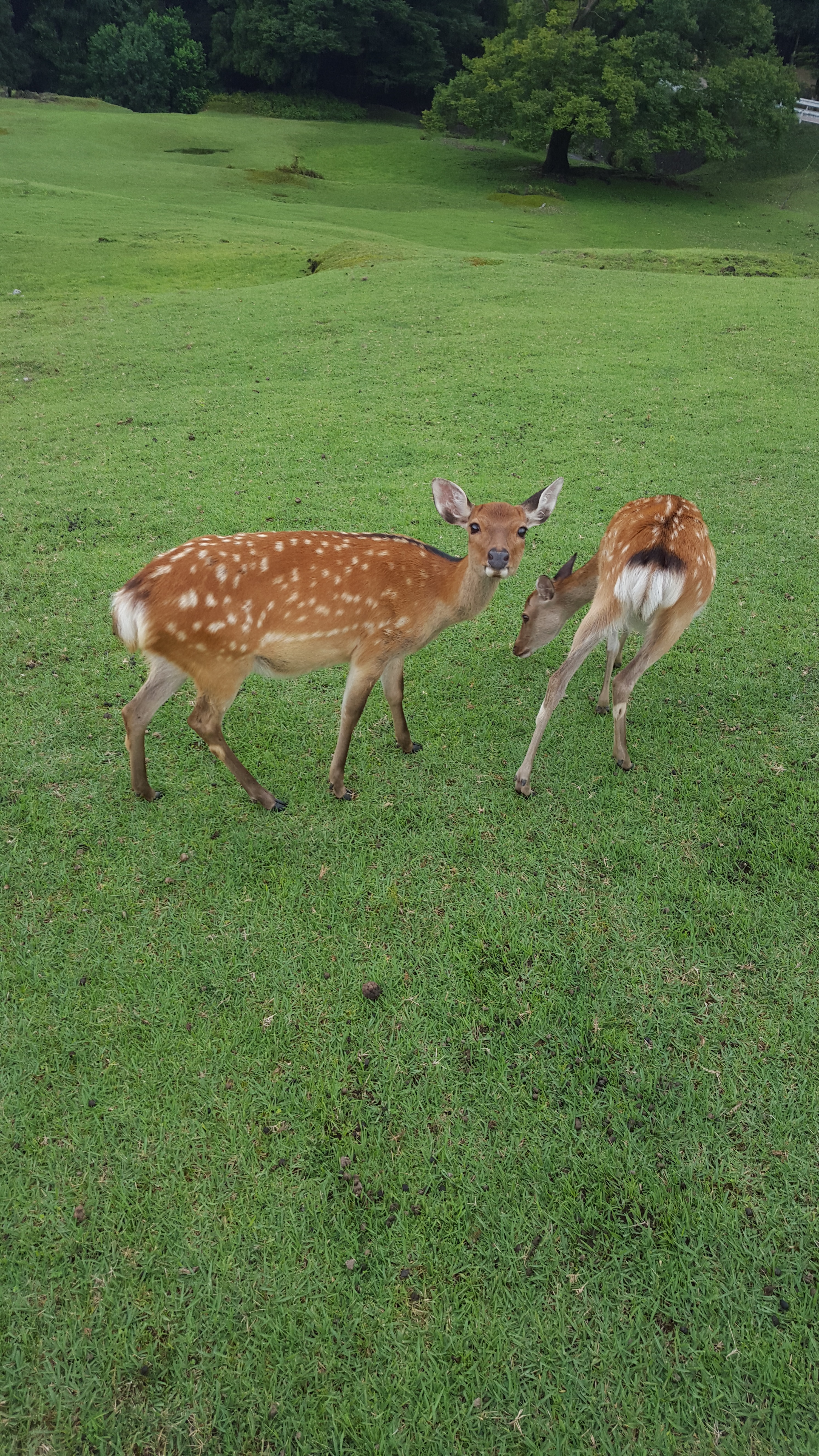 Genki Deer