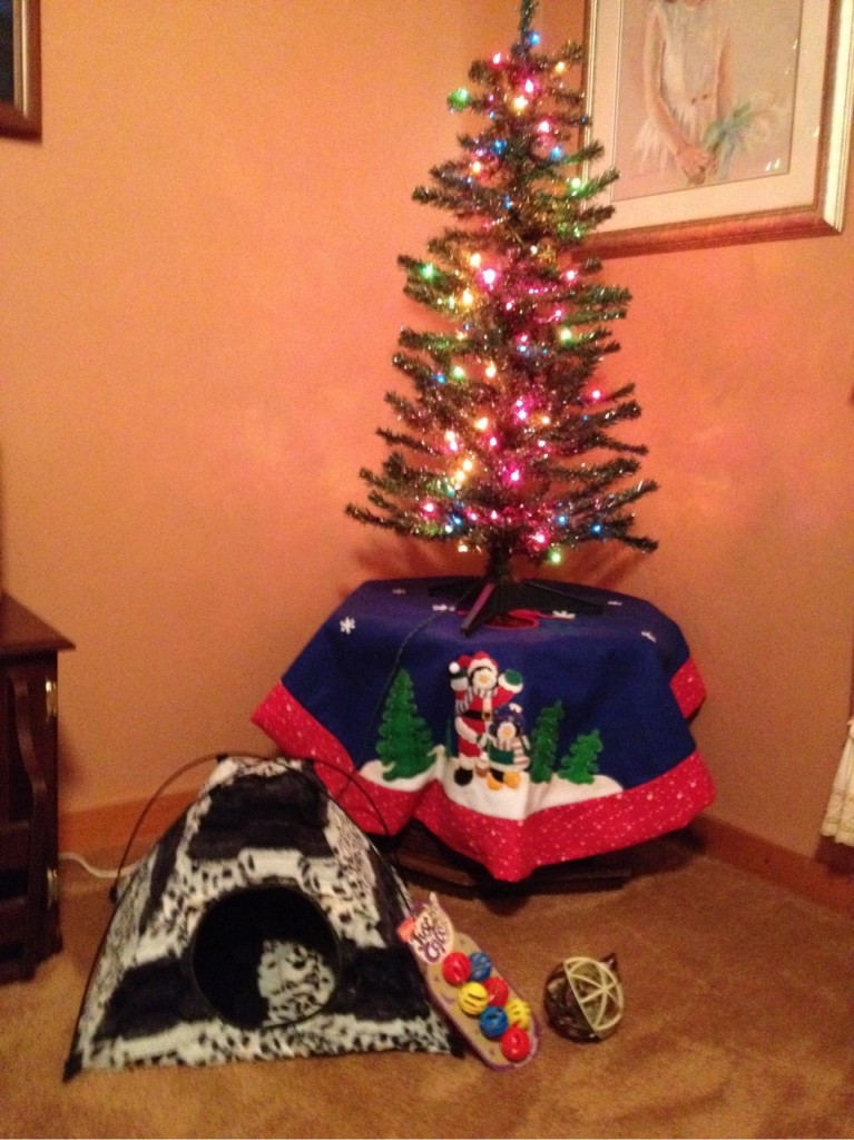 Looks like Santa made a stop in Tennessee for our cat Ambrosia!