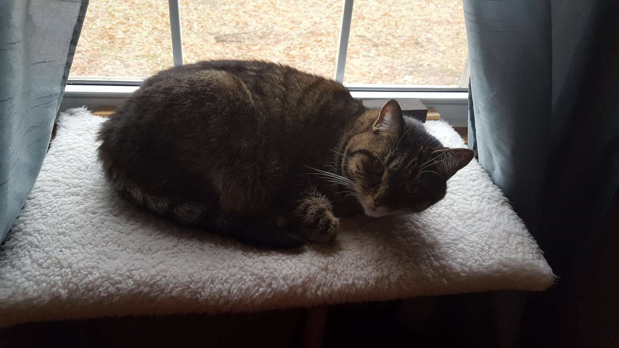 My darling, sweet, perfect Ambrosia who is now being raised by my lovely Nana and Hamby. They take such good care of her! Here she is perched on her custom window shelf. I accidentally woke her from her nap!