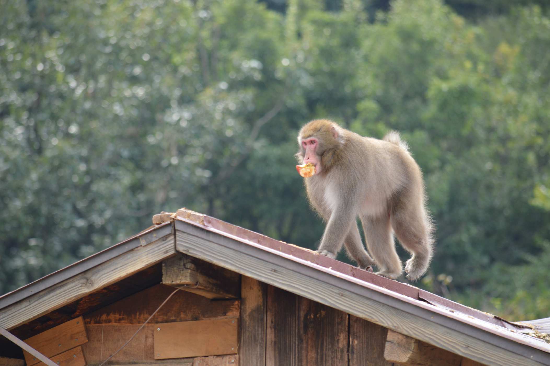 A monkey and his treasure